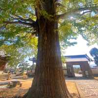 德島走進第5番札所 地藏寺