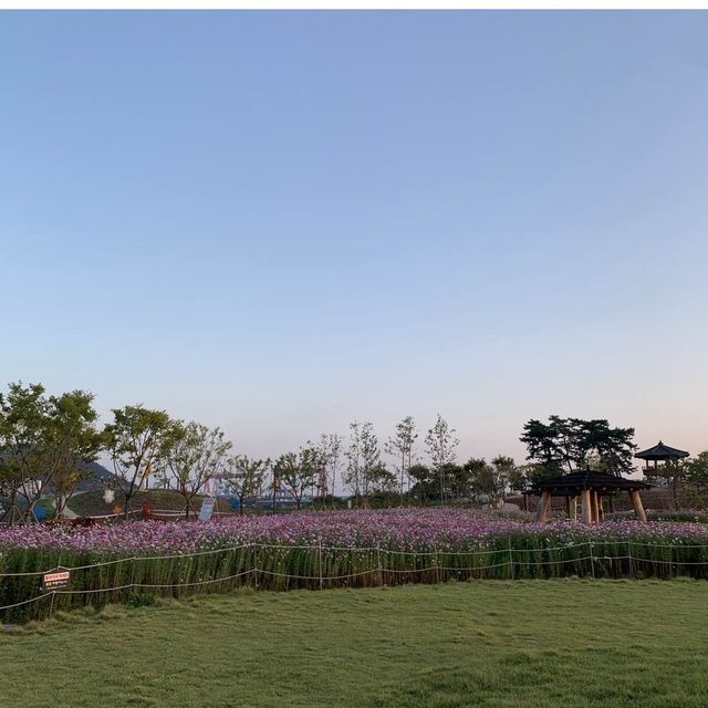 🌸 고하도 ‘코스모스‘ 🌸