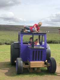 Glamp in lavender fields