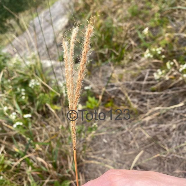 11月芒草季