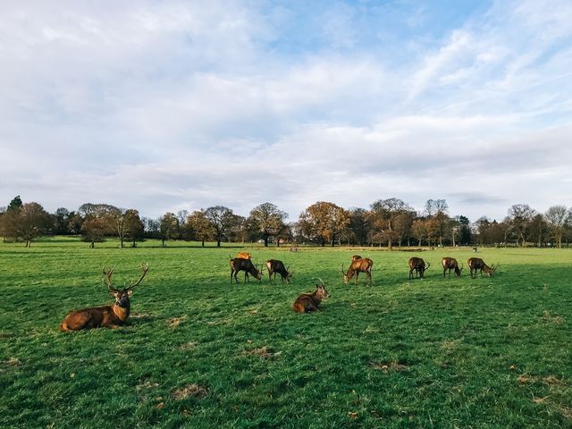 英國Nottingham Wollaton Park - 蝙蝠俠與小鹿