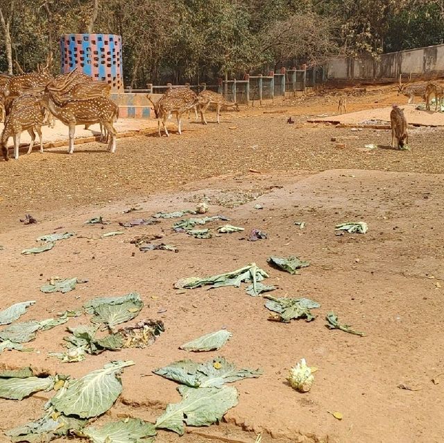 Bangladesh Dhaka International zoo 