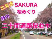 北海道　静内桜めぐり❗️ 二十間道路桜並木の桜に感動❗️