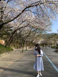 벚꽃 구경은 서울대공원에서 🌸🤍