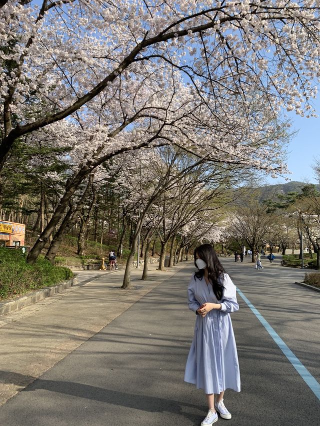벚꽃 구경은 서울대공원에서 🌸🤍