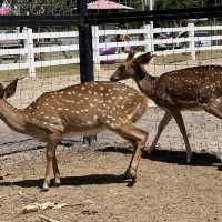 The zoo cafe @ประจวบคีรีขันธ์