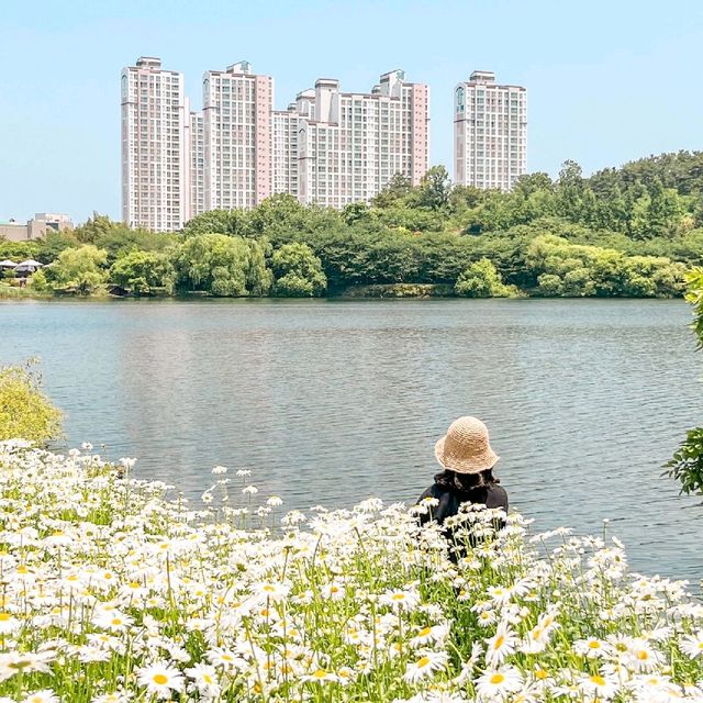 울산에서 샤스타데이지를 볼 수 있는 곳