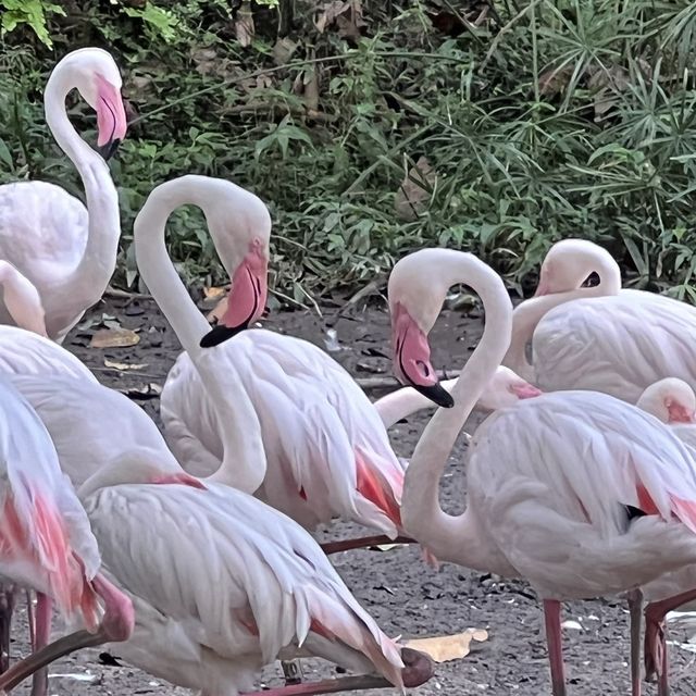 Zoo Negara Malaysia KL 🇲🇾