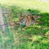 すぐ近くに野生動物！ドライブスルーサファリ　姫路セントラル・パーク
