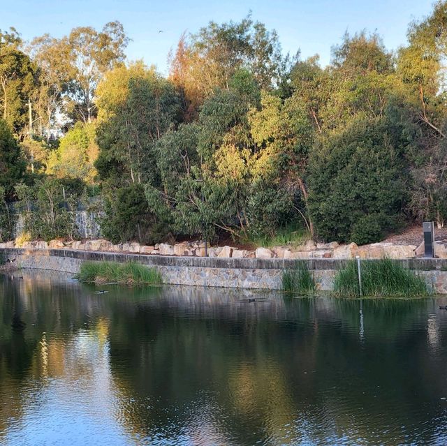 周未行山好去處-mount coot botanic garden 
