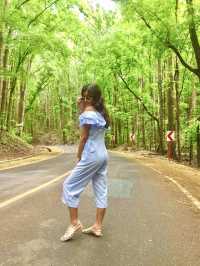 Bilar Man-made Forest