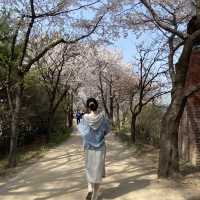 숨은 서울 벚꽃명소 안양천🌸