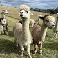 Raynella Alpaca Farmstay
