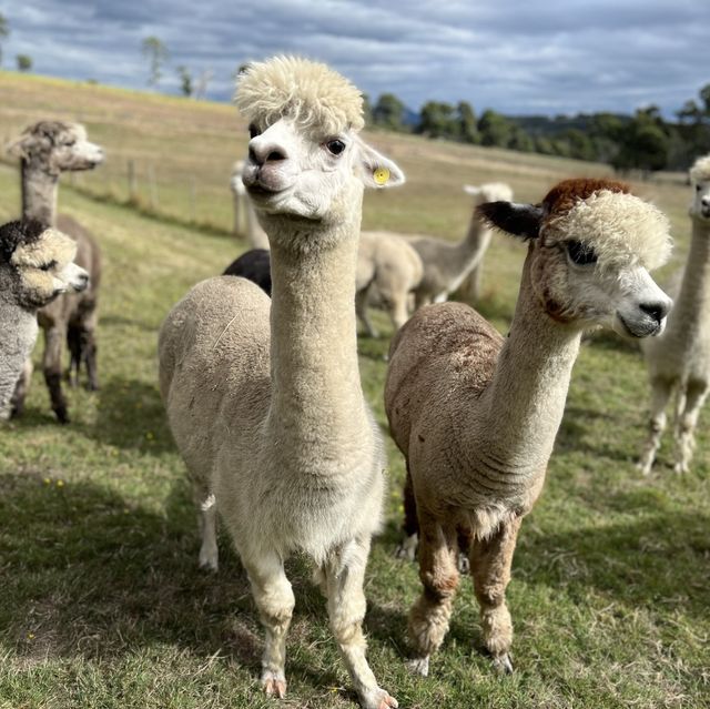 Raynella Alpaca Farmstay