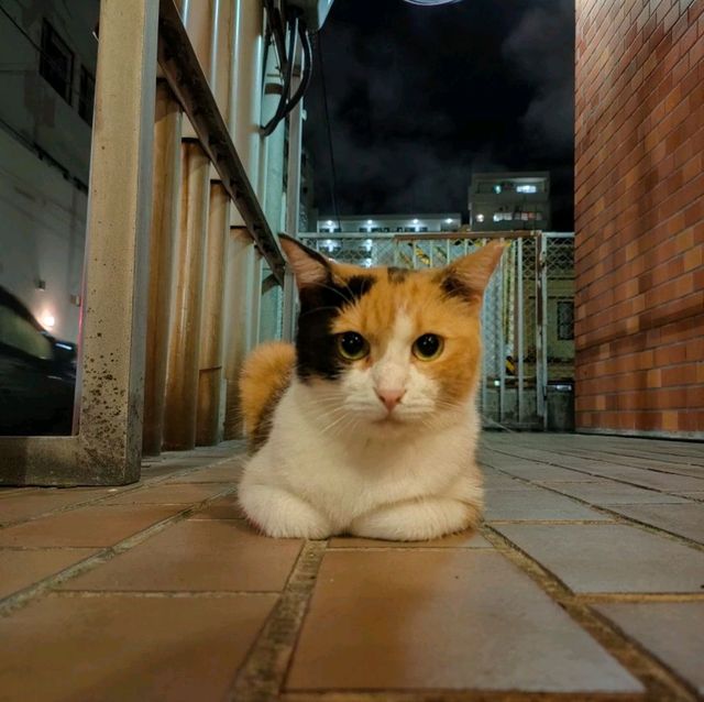 【沖縄 那覇】あぐー豚を食べましょう✨