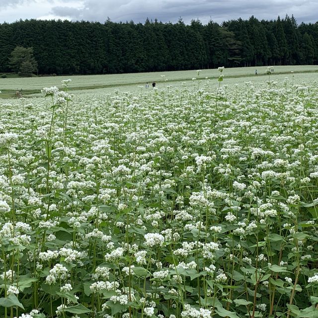 岐阜県中津川市　蕎麦の花