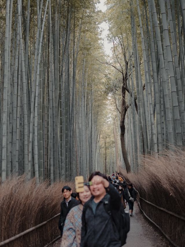 The Magical Forest of Kyoto