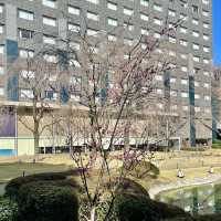 日本庭園の池