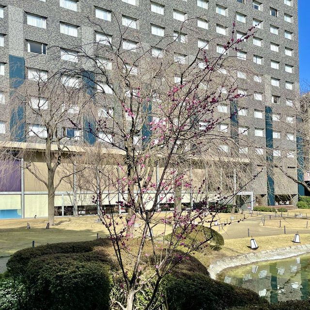 日本庭園の池