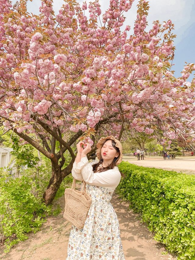 [겹벚꽃 명소] 이번주에 만개 100% 🌸 보라매공원 다녀온 후기 :)