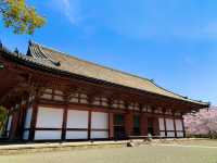 京都　京都散策旅　念願の東寺！東寺と桜のコラボに感動❗️