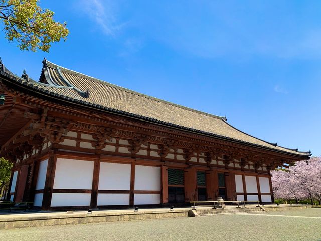 京都　京都散策旅　念願の東寺！東寺と桜のコラボに感動❗️