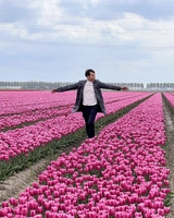 Tulip in Netherland