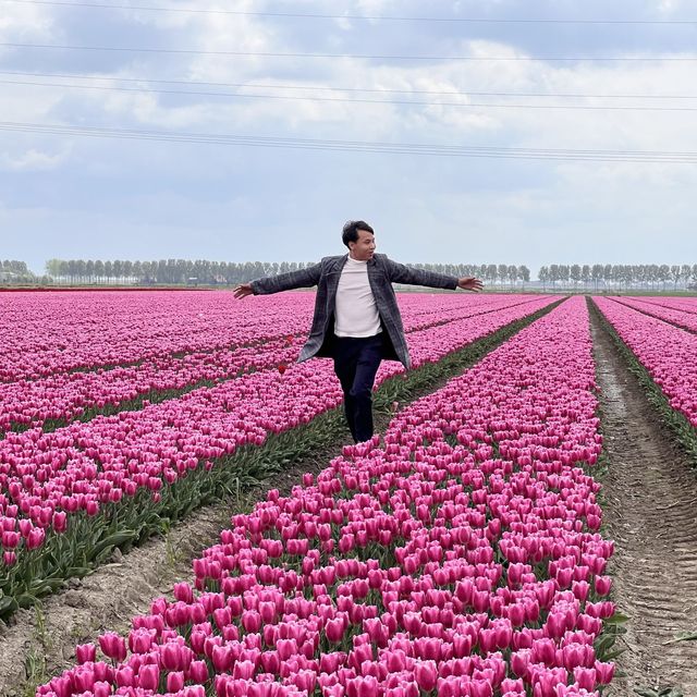 Tulip in Netherland