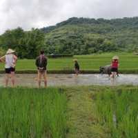Living land farm 