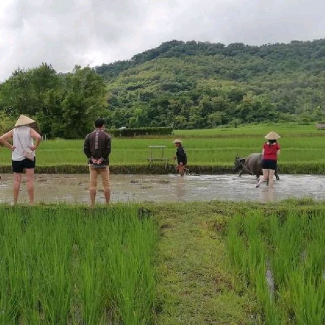 Living land farm 