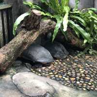 Jong Crocodile Farm - Serian