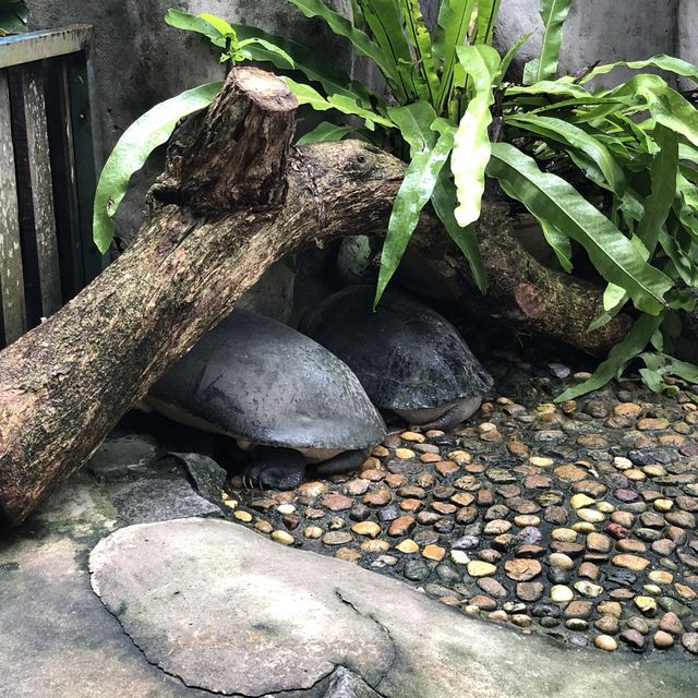 Jong Crocodile Farm - Serian