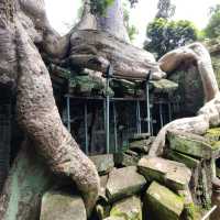 The Trees Roots Temple