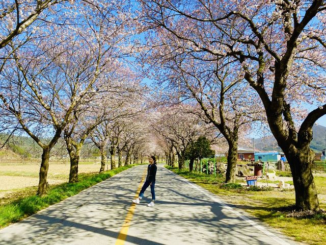 [영광] 불갑사에서 벚꽃맞이🌸