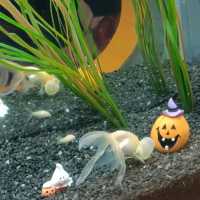 🎃 👻🧛Halloween comes to Coex Aquarium!!