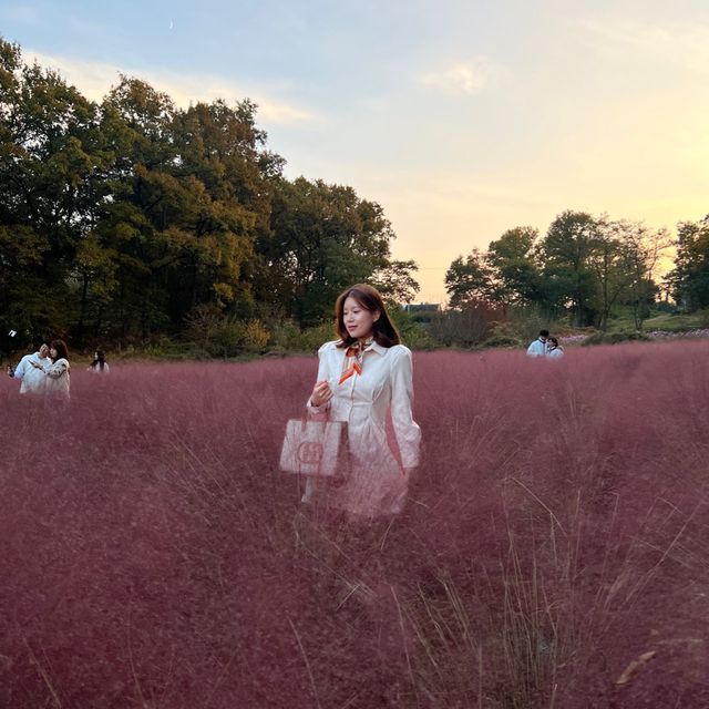 의왕 핑크뮬리 맛집💐왕송호수🌷