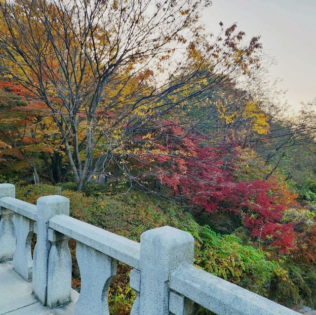 비슬산 가을풍경 11월초 단풍절정
