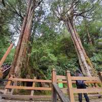 拉拉山神木群步道