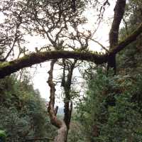 Trekking to Fansipan 