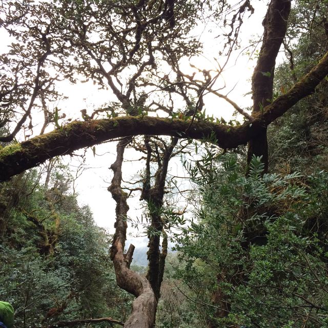 Trekking to Fansipan 