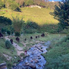 Cameron Valley Tea House 여행 사진