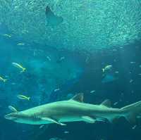 福岡親子遊：去水族館