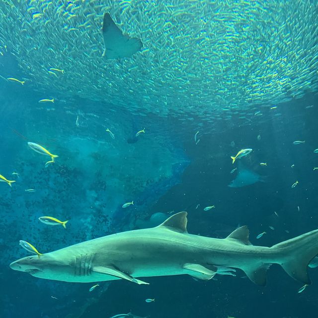 福岡親子遊：去水族館