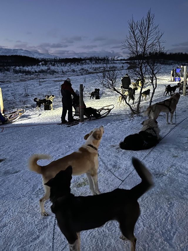 挪威🇳🇴特羅姆瑟雪橇之旅 人生必體驗