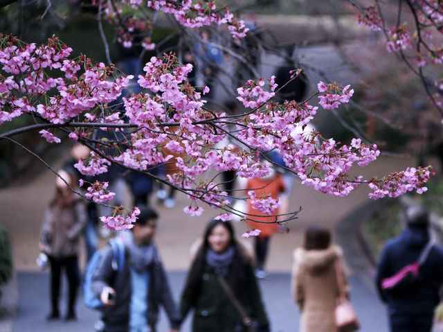 Japan Travel | Strongly recommend these ten cherry blossom check-in spots in Japan 🌸