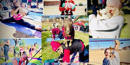 Goat Yoga Addison Circle! (Addison) | Addison Circle Park