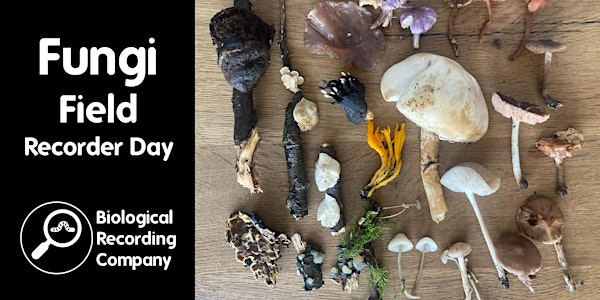 Fungi Field Recorder Day | Tolworth Court Farm