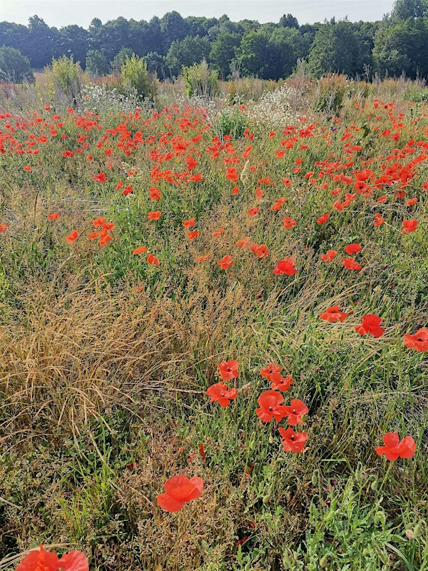 Flower Power at Martlesham Wilds | Martlesham Wilds