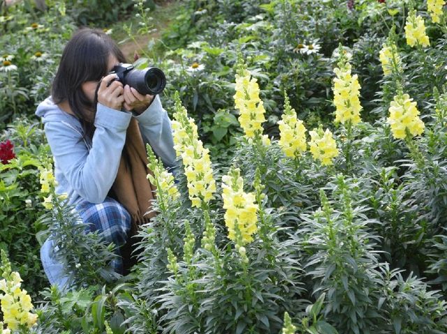 สวนดอกไม้เมืองหนาว ดอยอ่างขาง เชียงใหม่