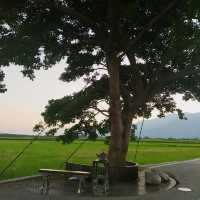 《台東》池上伯朗大道～
